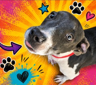 Shelter Stray Female Dog last seen , 957 N Gaffey St, San Pedro, CA 90731, USA