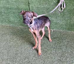 Shelter Stray Female Dog last seen , 5210 W Ave I, Lancaster, CA 93536, USA