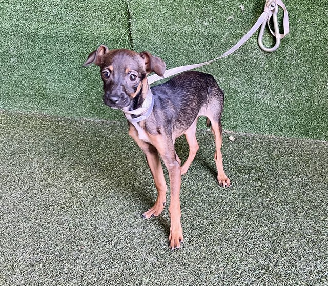 Shelter Stray Female Dog last seen , 5210 W Ave I, Lancaster, CA 93536, USA