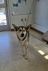 Shelter Stray Female Dog last seen , 957 N Gaffey St, San Pedro, CA 90731, USA