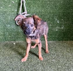 Shelter Stray Female Dog last seen , 5210 W Ave I, Lancaster, CA 93536, USA