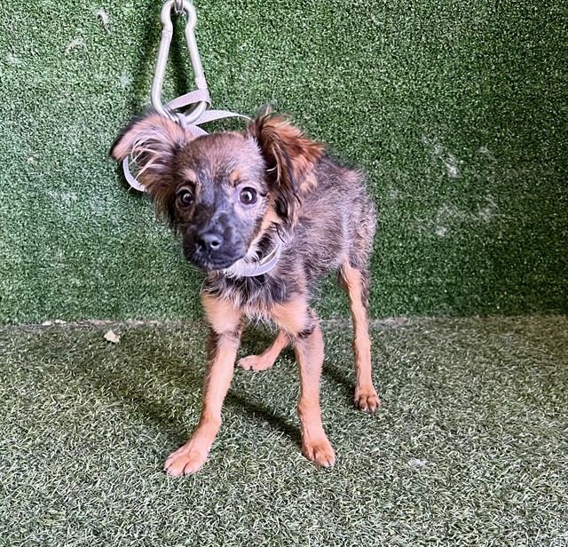 Shelter Stray Female Dog last seen , 5210 W Ave I, Lancaster, CA 93536, USA