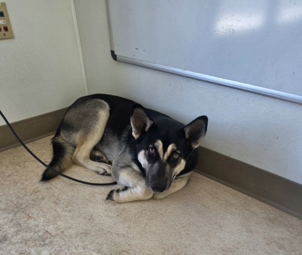 Shelter Stray Male Dog last seen , 957 N Gaffey St, San Pedro, CA 90731, USA