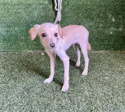 Shelter Stray Female Dog last seen , 5210 W Ave I, Lancaster, CA 93536, USA