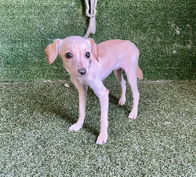 Shelter Stray Female Dog last seen , 5210 W Ave I, Lancaster, CA 93536, USA