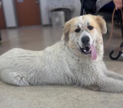 Shelter Stray Male Dog last seen , 957 N Gaffey St, San Pedro, CA 90731, USA