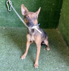 Shelter Stray Female Dog last seen , 5210 W Ave I, Lancaster, CA 93536, USA