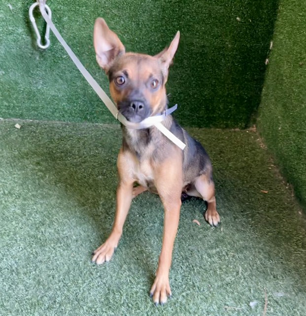 Shelter Stray Female Dog last seen , 5210 W Ave I, Lancaster, CA 93536, USA
