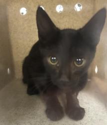 Shelter Stray Female Cat last seen , 957 N Gaffey St, San Pedro, CA 90731, USA