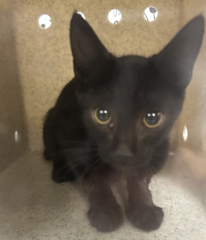 Shelter Stray Female Cat last seen , 957 N Gaffey St, San Pedro, CA 90731, USA
