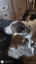 Reunited Female Dog last seen Olive ave /winton way, Winton, CA 95388