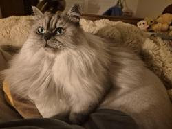 Reunited Female Cat last seen The patch vic 3792, The Patch, VIC 3792