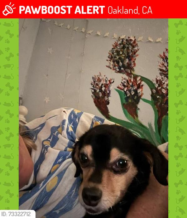 Lost Male Dog last seen Glencourt Dr. and Arrowhead Dr. Oakland CA, Oakland, CA 94611