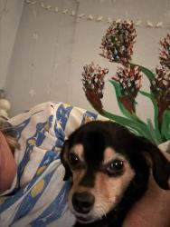 Lost Male Dog last seen Glencourt Dr. and Arrowhead Dr. Oakland CA, Oakland, CA 94611