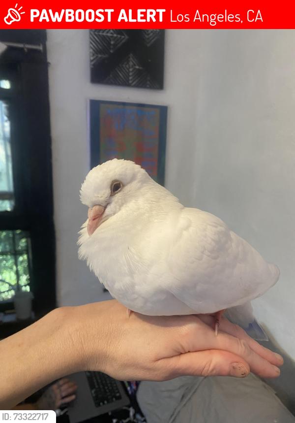 Lost Male Bird last seen W Mabel ave, Monterey Park, CA 91754