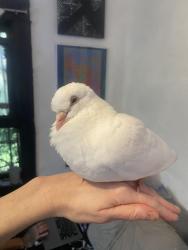 Lost Male Bird last seen W Mabel ave, Monterey Park, CA 91754