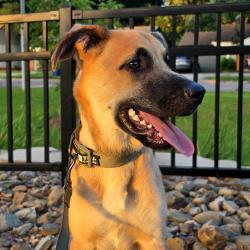 Reunited Male Dog last seen Near doe run dr, Yukon, OK 73099