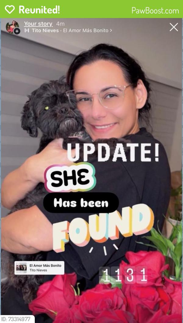 Reunited Female Dog last seen Ne 15th ter and Ne 4th Pl, Cape Coral, FL 33909