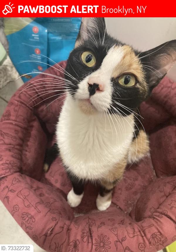 Lost Female Cat last seen Hawthorne and New York Ave, Brooklyn, NY 11203
