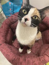 Lost Female Cat last seen Hawthorne and New York Ave, Brooklyn, NY 11203