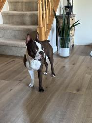 Reunited Male Dog last seen Anthony Ct. & General Hancock Blvd., North Wales, PA, Montgomeryville, PA 19454