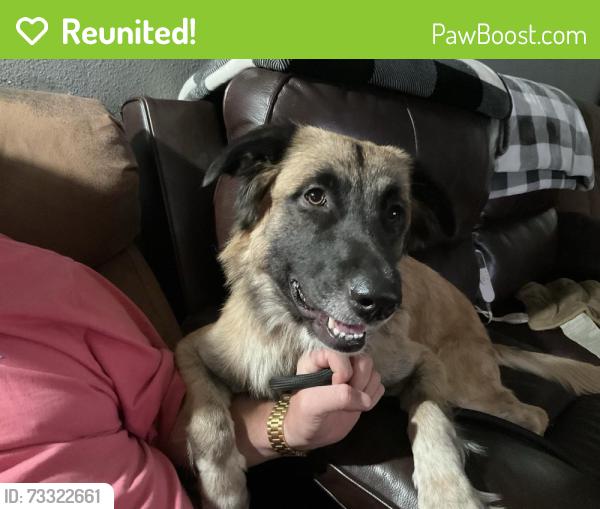 Reunited Female Dog last seen Near E Puente St and De Lay Ave west of Grand Ave across from Sierra Vista Middle School, Los Angeles County, CA 91746
