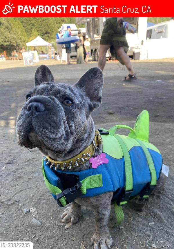 Lost Female Dog last seen Sunny cove, Santa Cruz, CA 95062