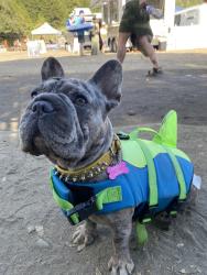 Lost Female Dog last seen Sunny cove, Santa Cruz, CA 95062