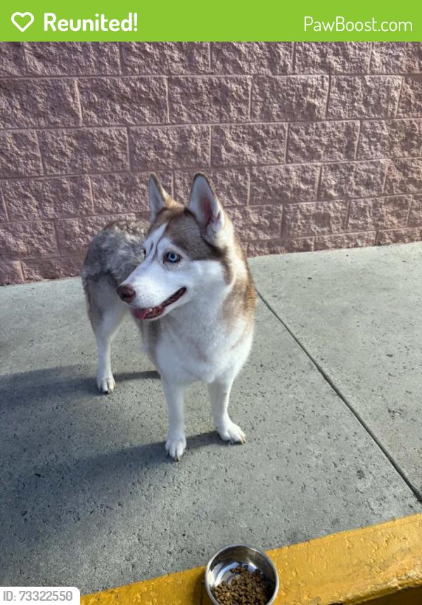 Reunited Female Dog last seen Tweedy & San Juan, South Gate, CA 90280
