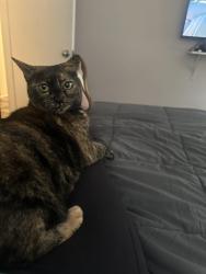 Reunited Female Cat last seen Forestdale grand, Glendora, CA 91741