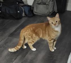 Reunited Female Cat last seen Ames & Tapper Hammond. IN, Hammond, IN 46320