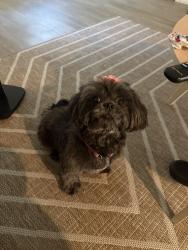 Lost Female Dog last seen Hwy 22, Tangipahoa Parish, LA 70462