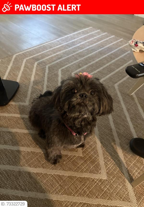 Lost Female Dog last seen Hwy 22, Tangipahoa Parish, LA 70462