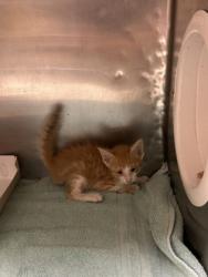 Shelter Stray Male Cat last seen Near Joshua Court, CITY of El Paso, TX, 5001 Fred Wilson Ave, El Paso, TX 79906, USA