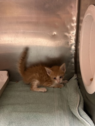 Shelter Stray Male Cat last seen Near Joshua Court, CITY of El Paso, TX, 5001 Fred Wilson Ave, El Paso, TX 79906, USA