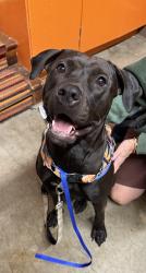 Found/Stray Female Dog last seen SE 136th & SE Holgate, Portland, OR 97236