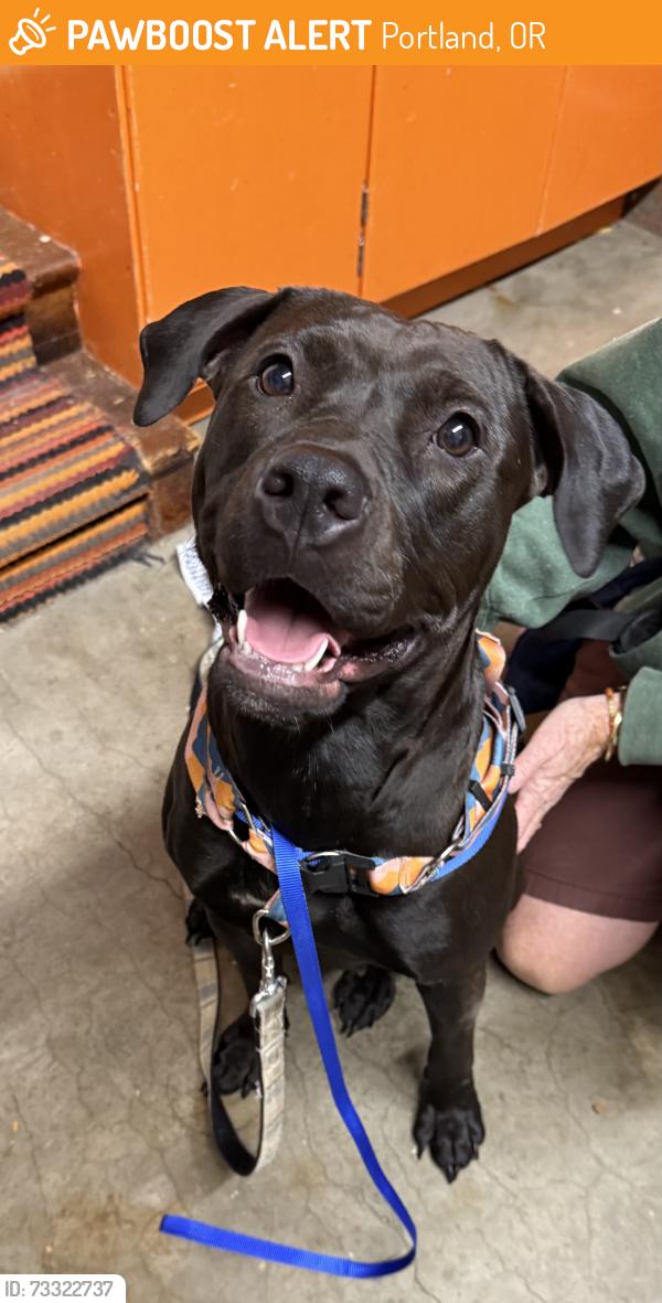 Found/Stray Female Dog last seen SE 136th & SE Holgate, Portland, OR 97236