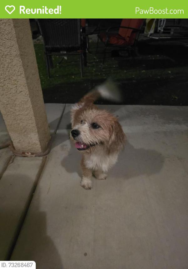 Reunited Male Dog last seen Rancherias Rd and Mohawk Rd, Apple Valley, CA 92308