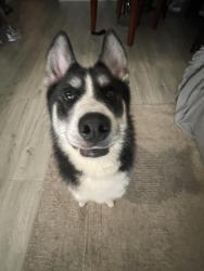 Reunited Female Dog last seen Overlook Sandy springs, Atlanta, GA 30350