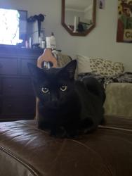 Reunited Male Cat last seen Alcatraz Ave and Ellis St, Berkeley, CA 94703