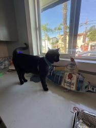 Reunited Male Cat last seen Near 1042 Bennet Ave 1 block up from Wilson high, Long Beach, CA 90804