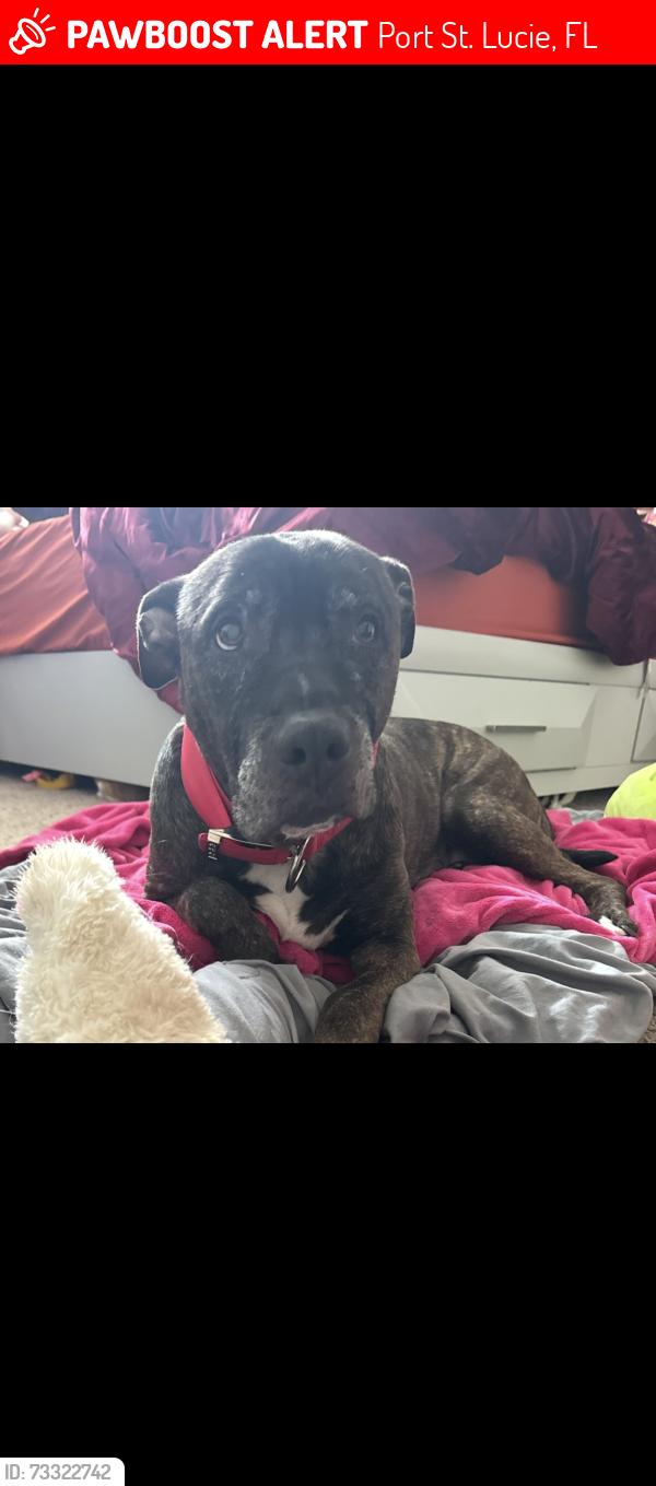 Lost Male Dog last seen Torino area northwest Brenda circle, Port St. Lucie, FL 34986