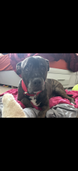 Lost Male Dog last seen Torino area northwest Brenda circle, Port St. Lucie, FL 34986