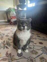 Lost Male Cat last seen Tulsa Tech Owasso Center, Owasso, OK 74055