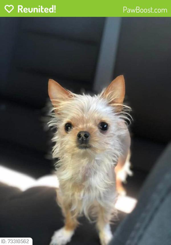 Reunited Female Dog last seen Blaine Ave, Fillmore, CA 93015