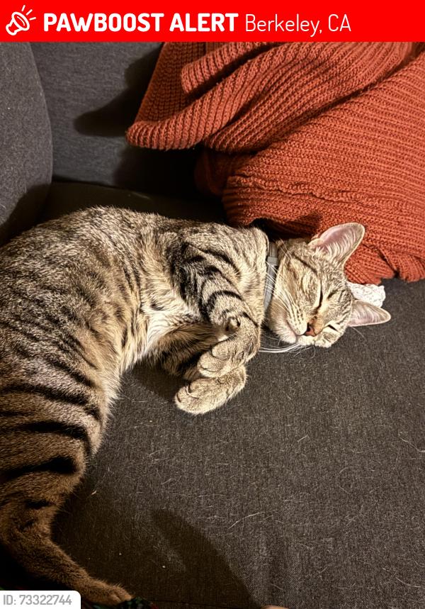 Lost Female Cat last seen Parker st, Berkeley, CA 94704