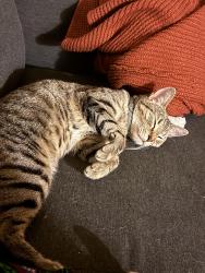 Lost Female Cat last seen Parker st, Berkeley, CA 94704