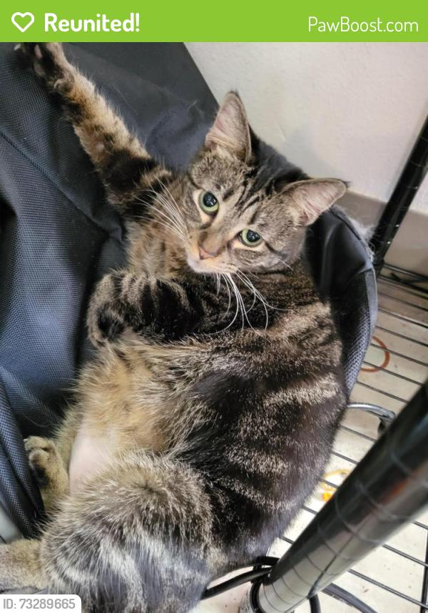Reunited Female Cat last seen South Union St, Des Moines, IA 50315