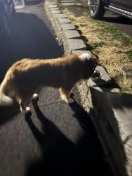 Found/Stray Unknown Dog last seen 136th streer, Burien, WA 98166