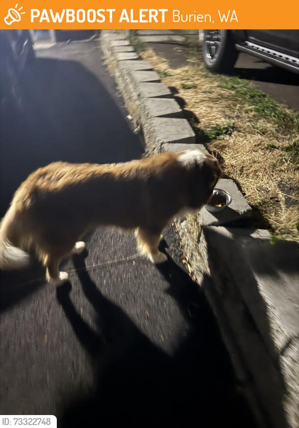 Found/Stray Unknown Dog last seen 136th streer, Burien, WA 98166